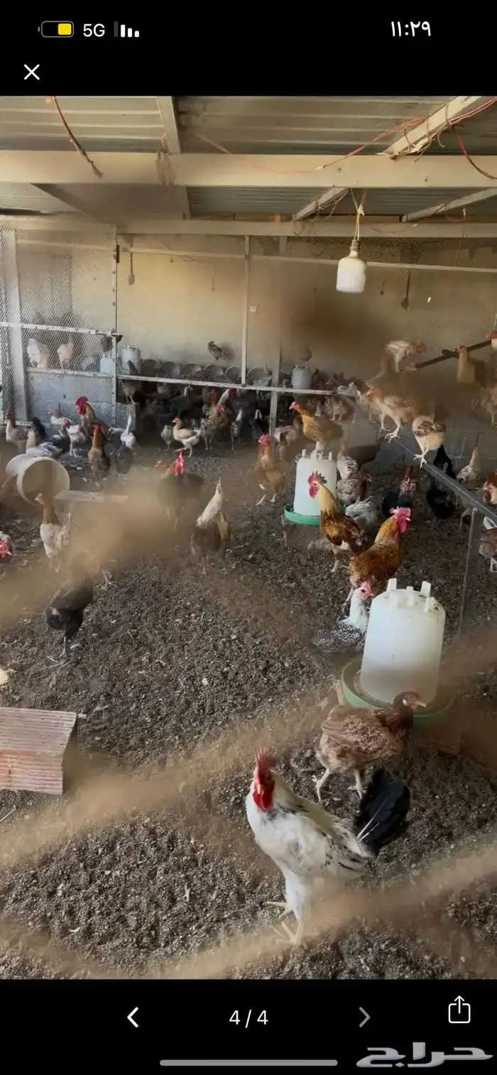 بيض بلدي مخصب ونظيف على الشرط 1