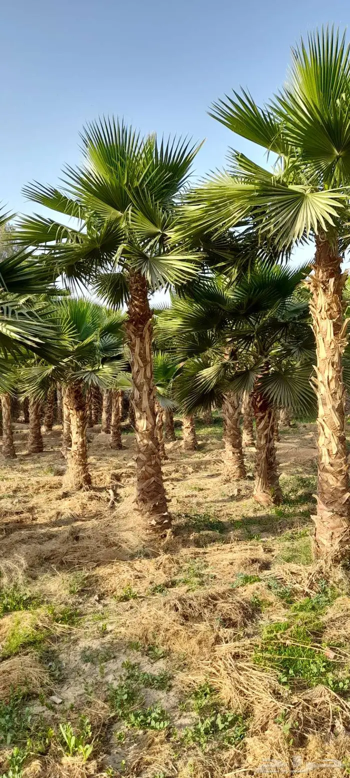 نخل واشنطني واشنطونيا 1