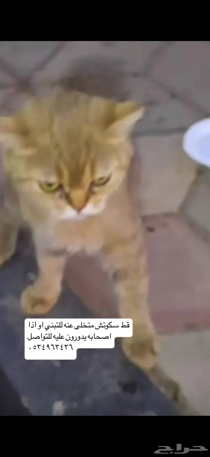 قطط متخلى عنها مفقوده 0