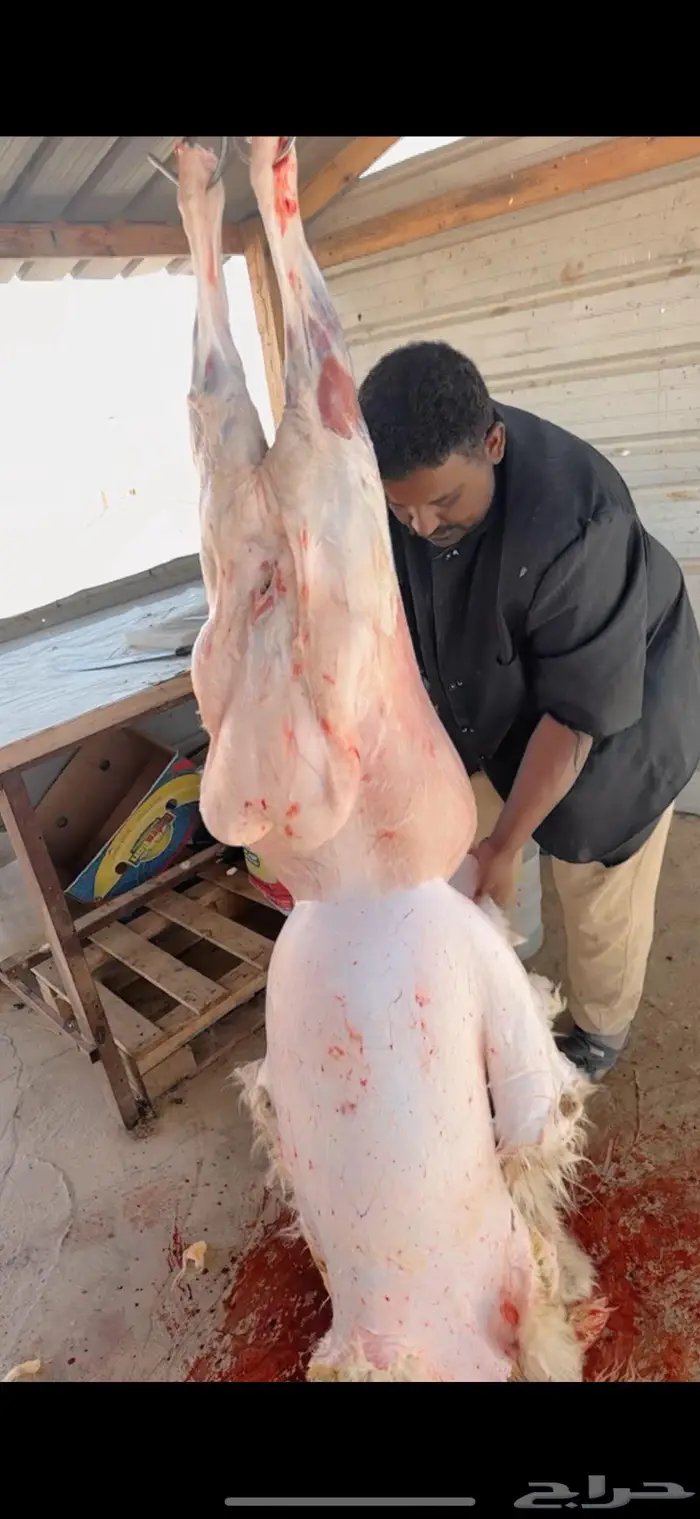 ذبايح حري نعيم سواكن توصيل 7
