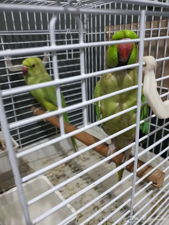 مدين  منور 5