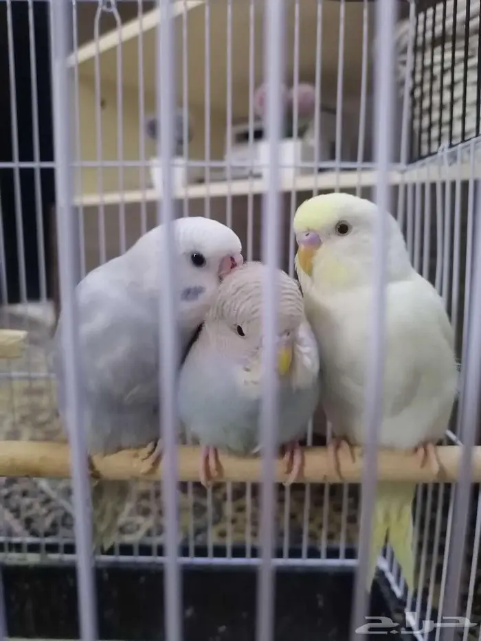 بادجي ((تم البيع)) 0