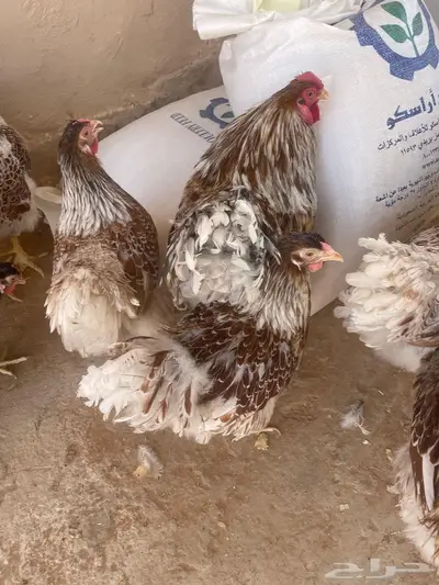 دجاج الوايندوت لون سبلاش 7