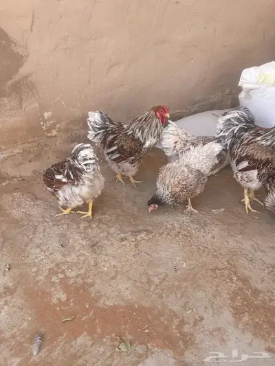 دجاج الوايندوت لون سبلاش 4