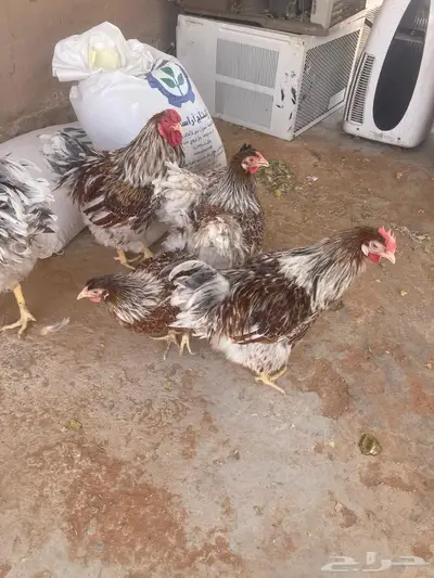 دجاج الوايندوت لون سبلاش 2