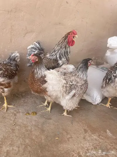 دجاج الوايندوت لون سبلاش 3