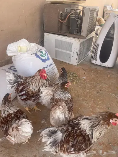 دجاج الوايندوت لون سبلاش 5