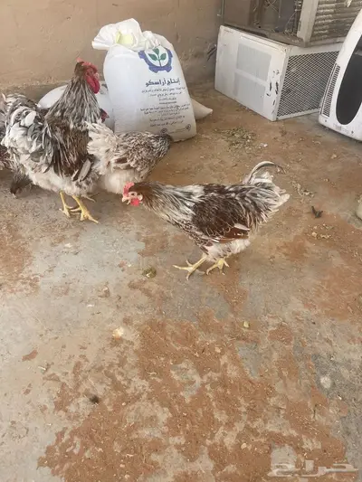 دجاج الوايندوت لون سبلاش 6