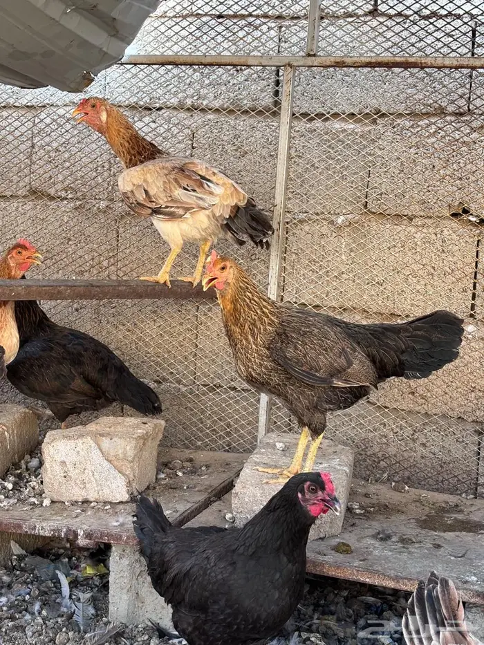 ( تم البيع ) دجاج بلدي 20 حبه 1
