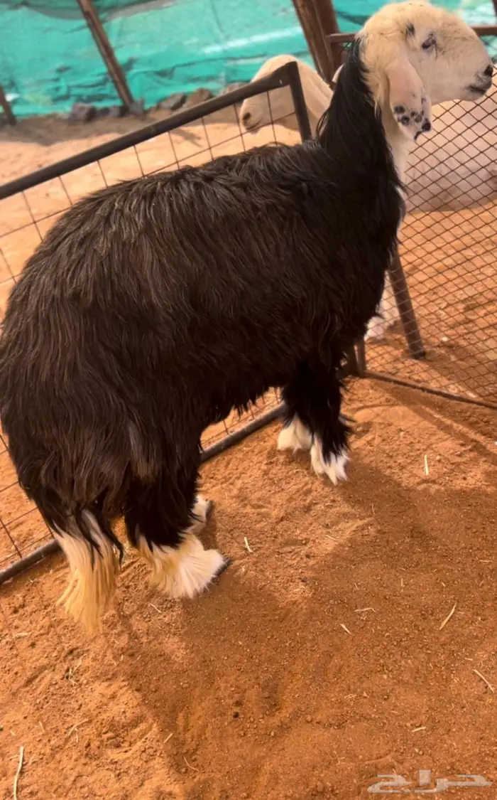 رخل حايل 1