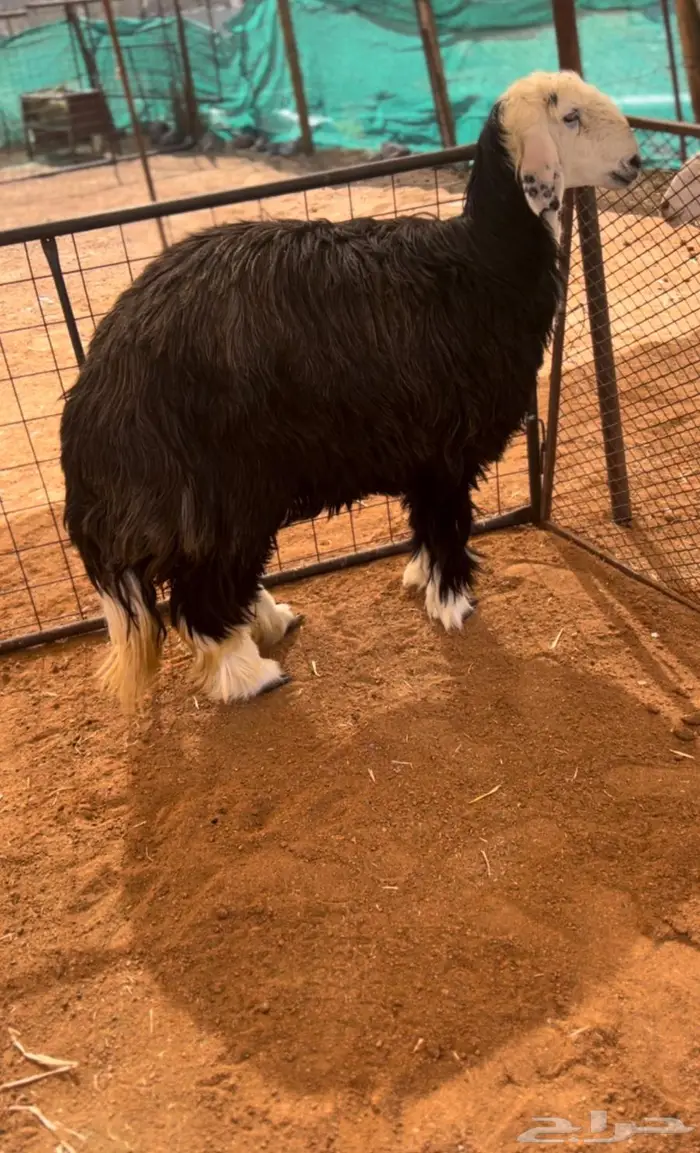 رخل حايل 2
