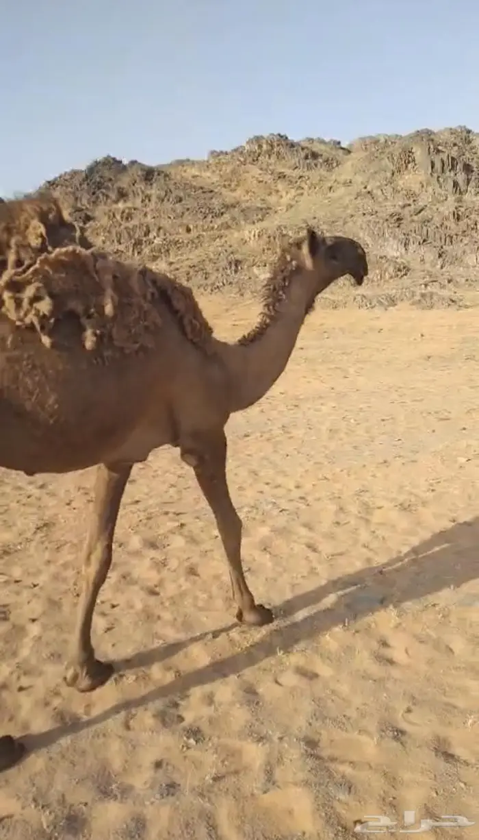 البكره الدبيانيه الكفو 0