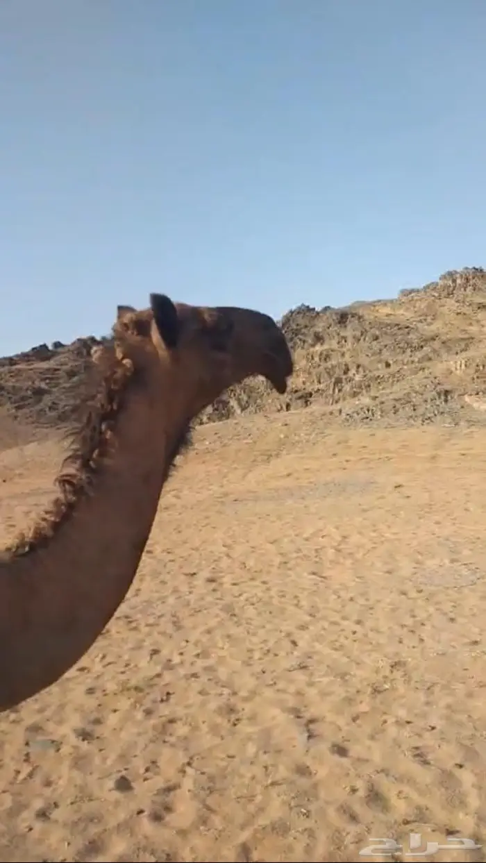 البكره الدبيانيه الكفو 1