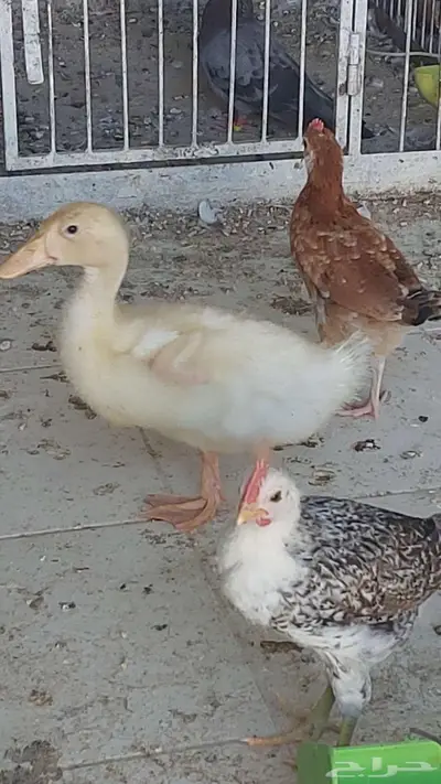 للبيع دجاج وبطه تم البيييع 4