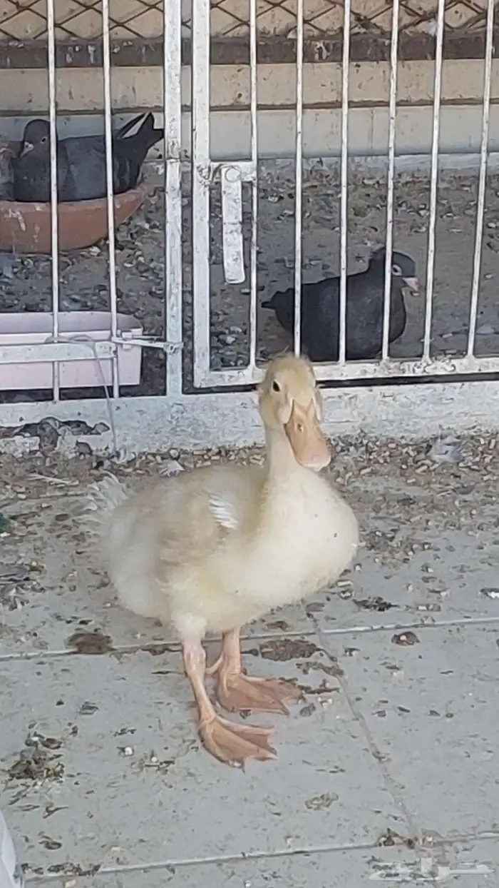 للبيع دجاج وبطه تم البيييع 3