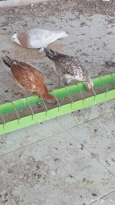 للبيع دجاج وبطه تم البيييع 2