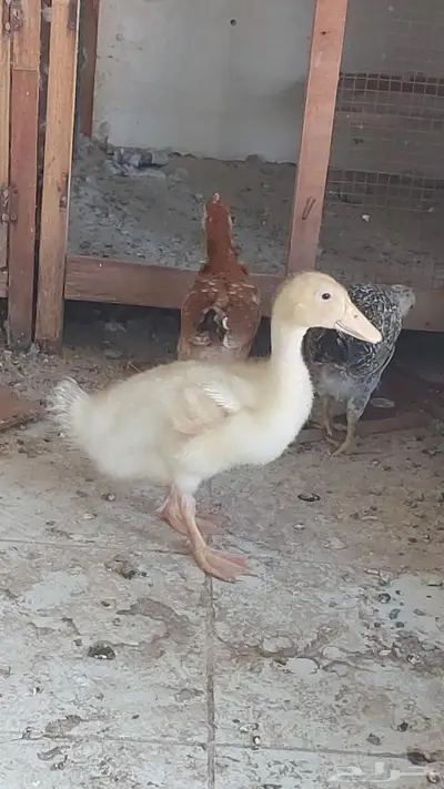 للبيع دجاج وبطه تم البيييع 1