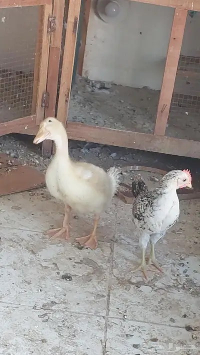 للبيع دجاج وبطه تم البيييع 0