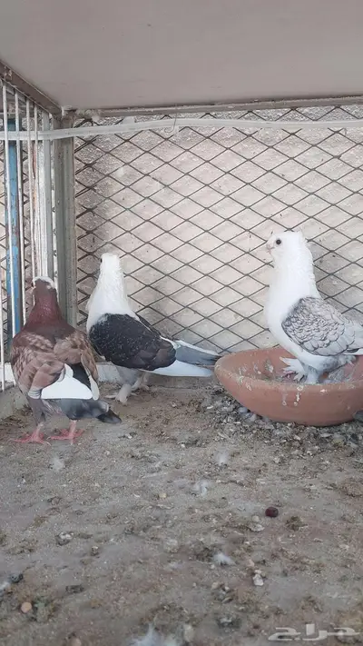 للبيع مجموعة حمام تم البيييع 9