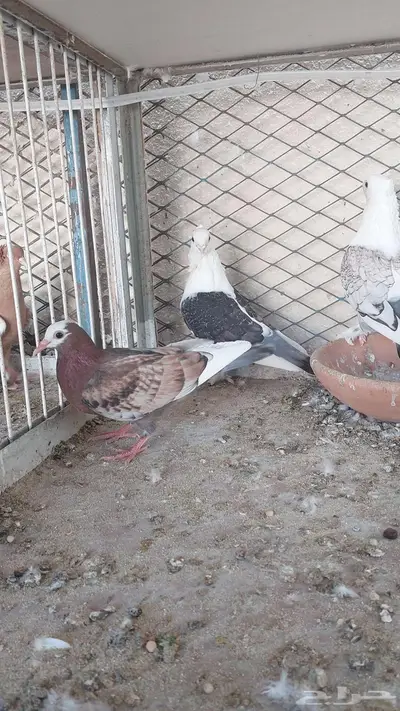 للبيع مجموعة حمام تم البيييع 12