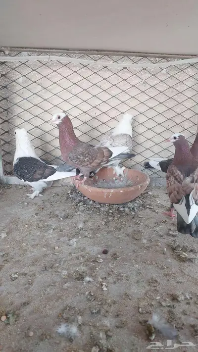 للبيع مجموعة حمام تم البيييع 8