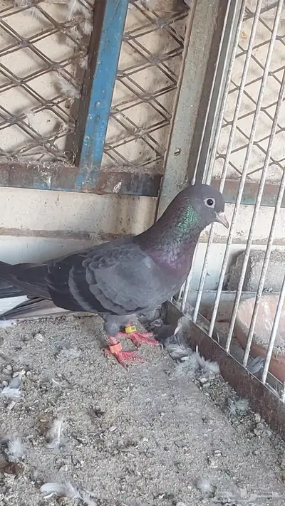للبيع مجموعة حمام تم البيييع 6