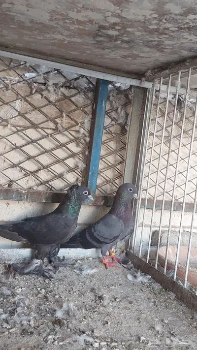 للبيع مجموعة حمام تم البيييع 2