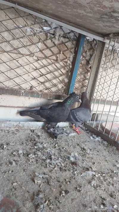 للبيع مجموعة حمام تم البيييع 3