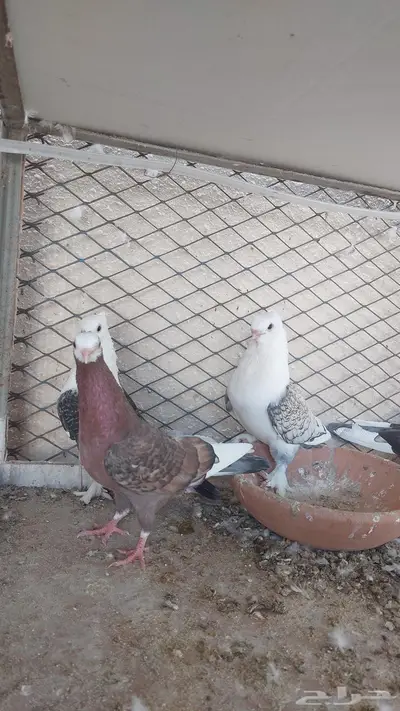 للبيع مجموعة حمام تم البيييع 0