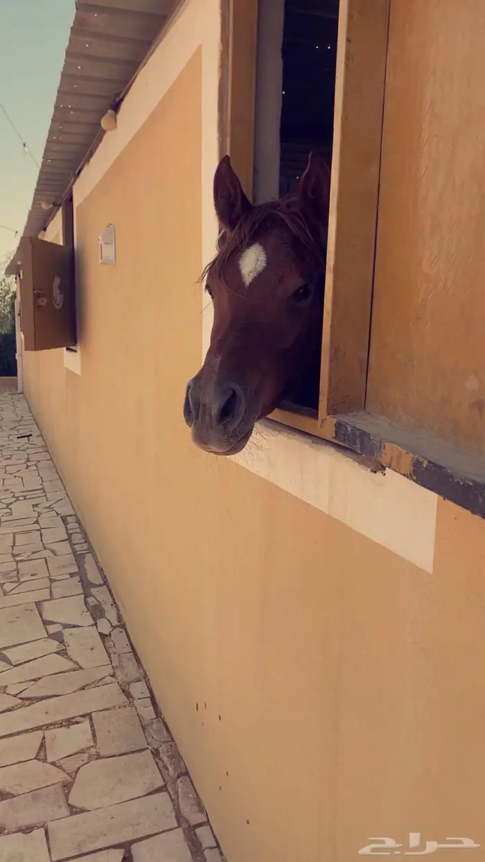 غرف إيواء للخيول شرق الرياض 3
