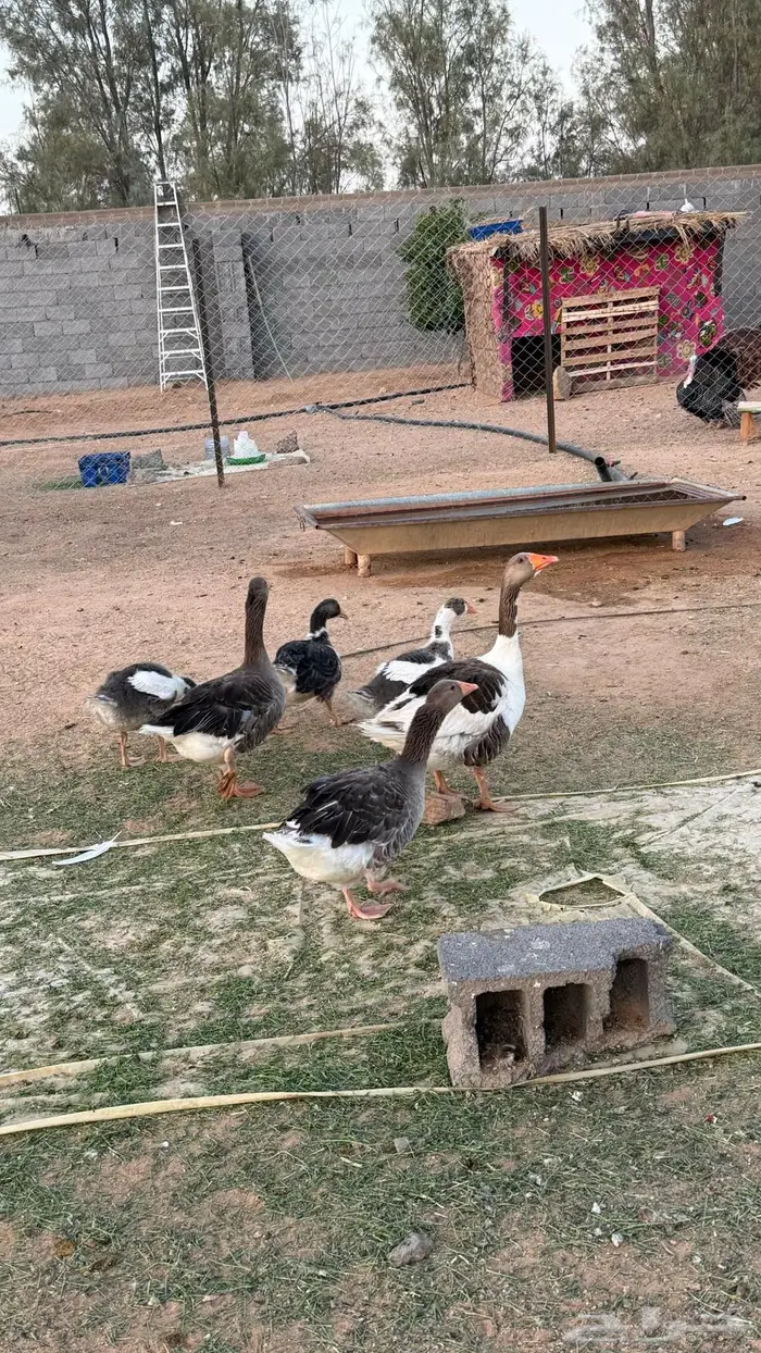 وز منتج مع فروخه للبيع 4