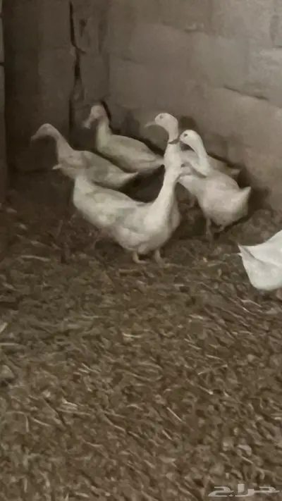 للبيع بط بكيني 0