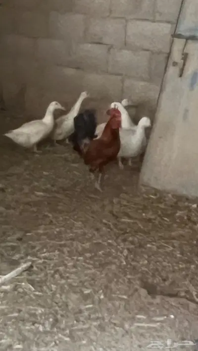 للبيع بط بكيني 1