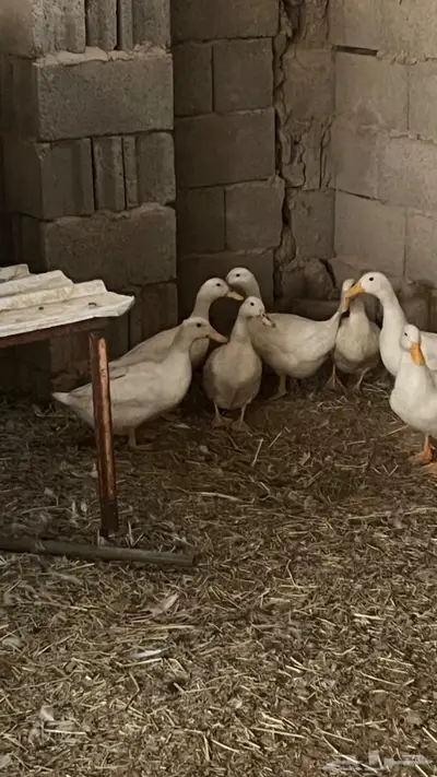 للبيع بط بكيني 2