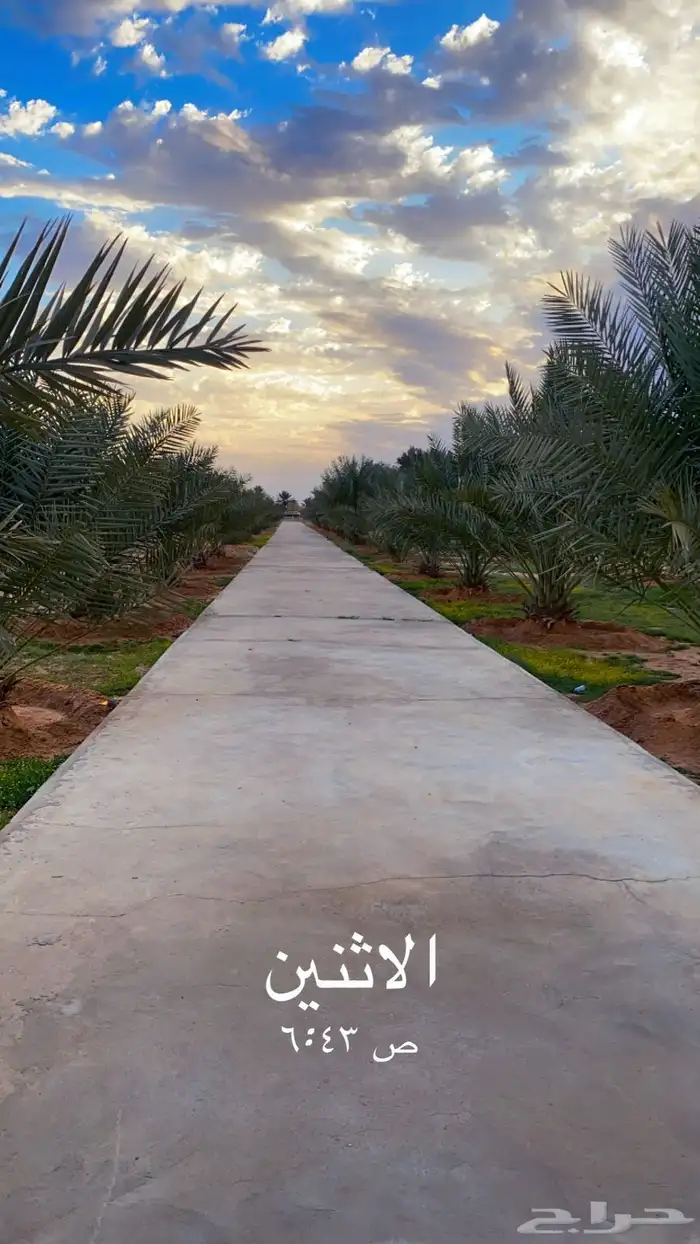 مشتل بسعر مناسب 14