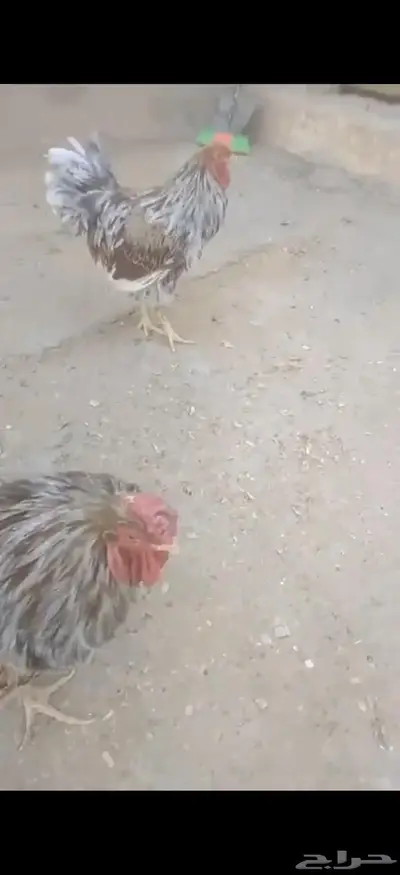 دجاج الوايندوت لون سبلاش 0