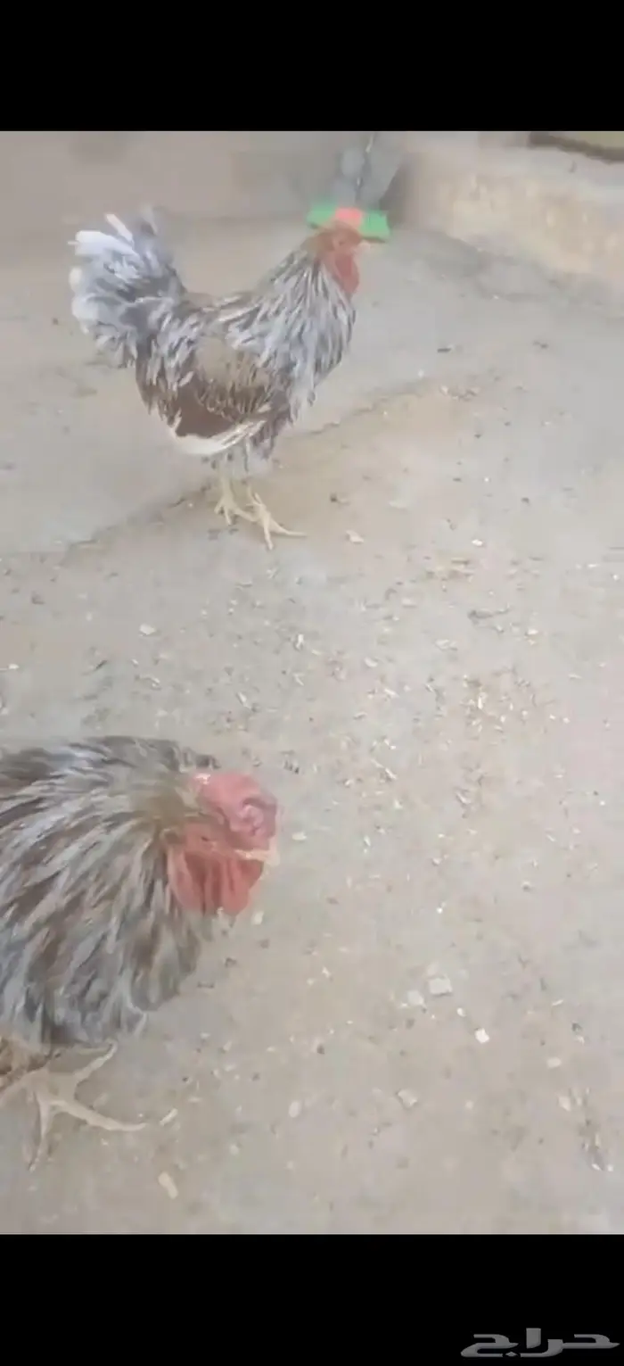 دجاج الوايندوت لون سبلاش 0