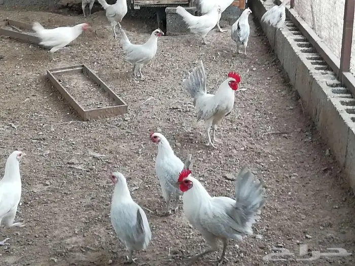 دجاج فيومي 4