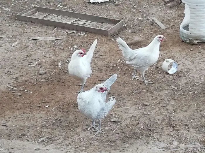 دجاج فيومي 1