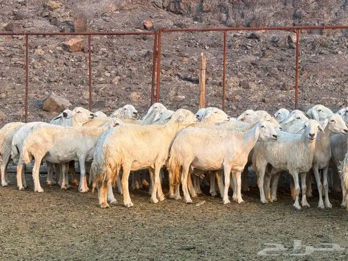 ضاان حرش 0