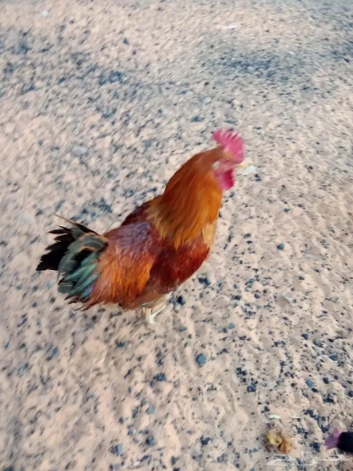 دجاج فرنسي 1