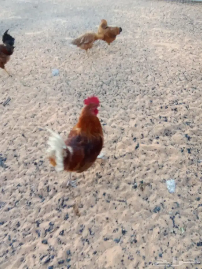 دجاج فرنسي 0