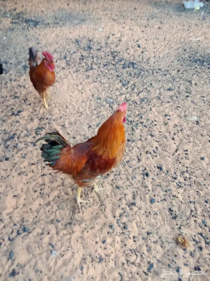 دجاج فرنسي 3