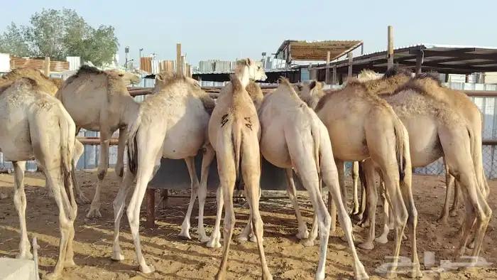 تيوس وقعدان جديده 0