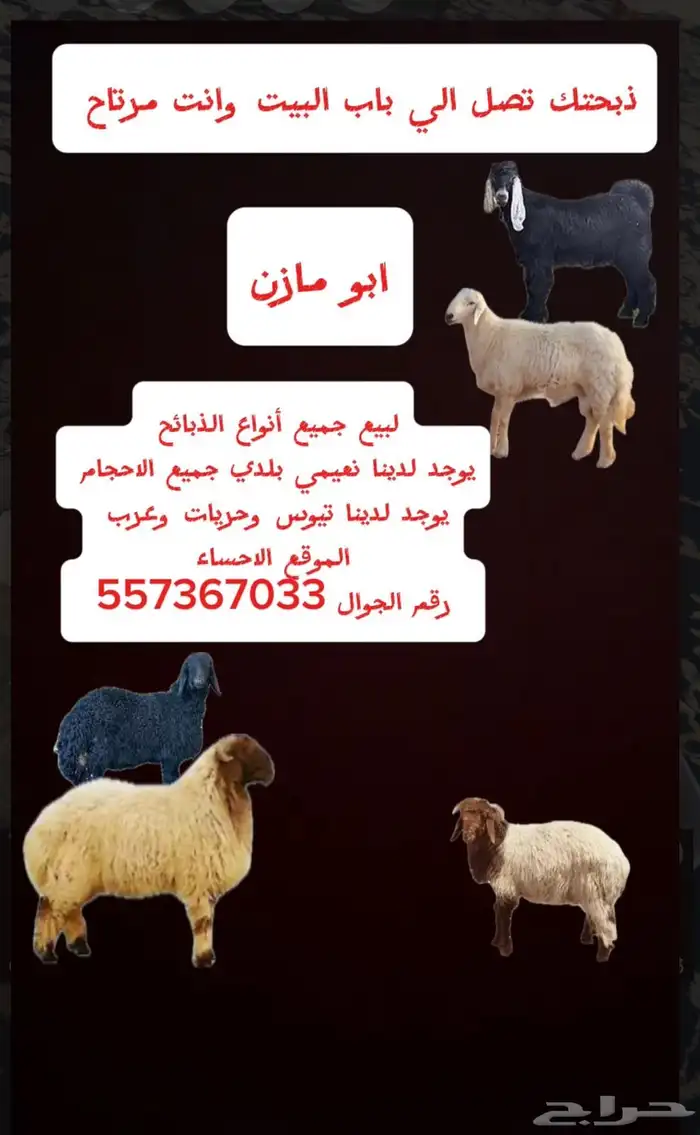 يتوفر لدينا ذبايح كفو وجميع لانواع ولا لأحجام 0