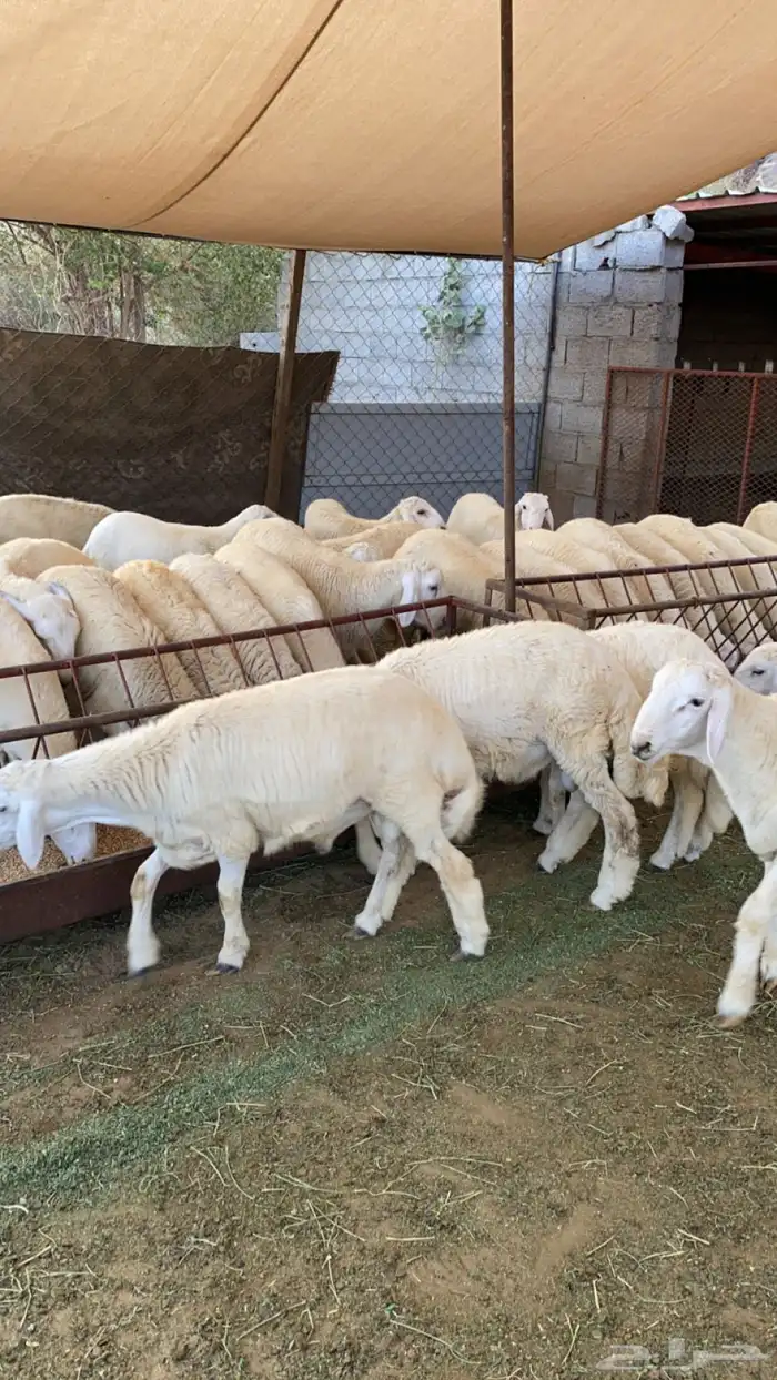 طليان العدد 33 اضاحي 2