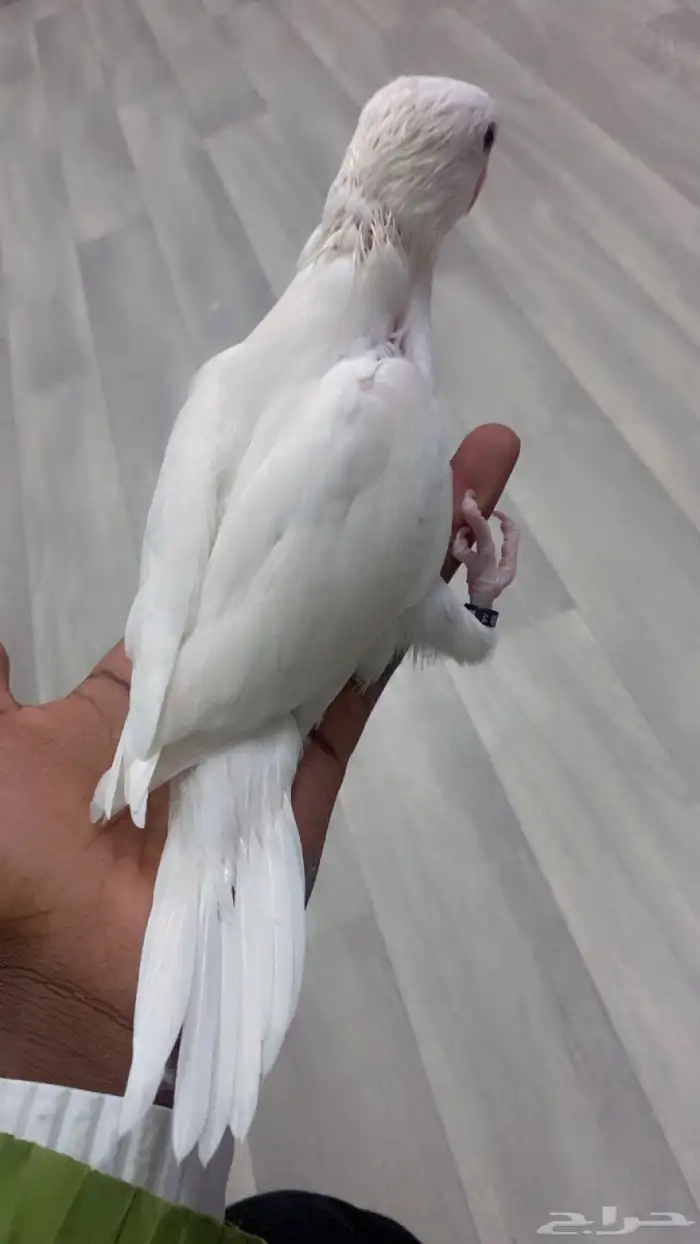 فرخ دره البينو 1