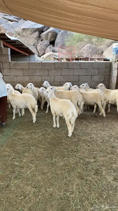 طليان العدد 33 اضاحي 3