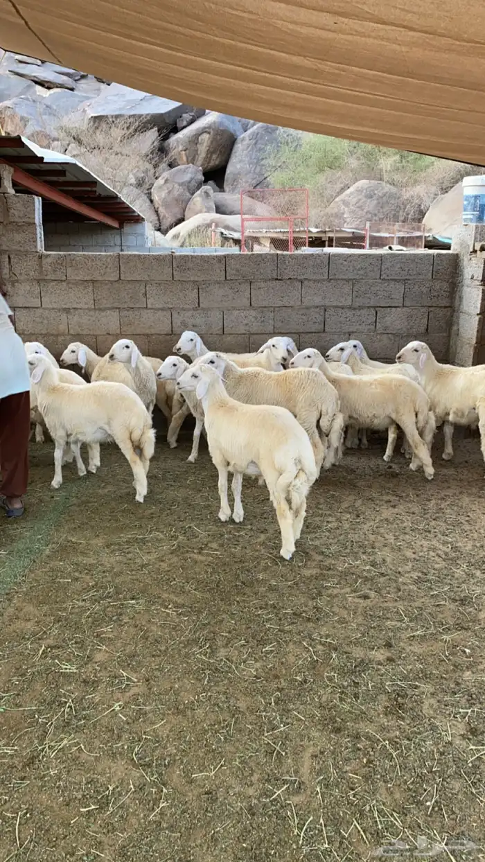 طليان العدد 33 اضاحي 3