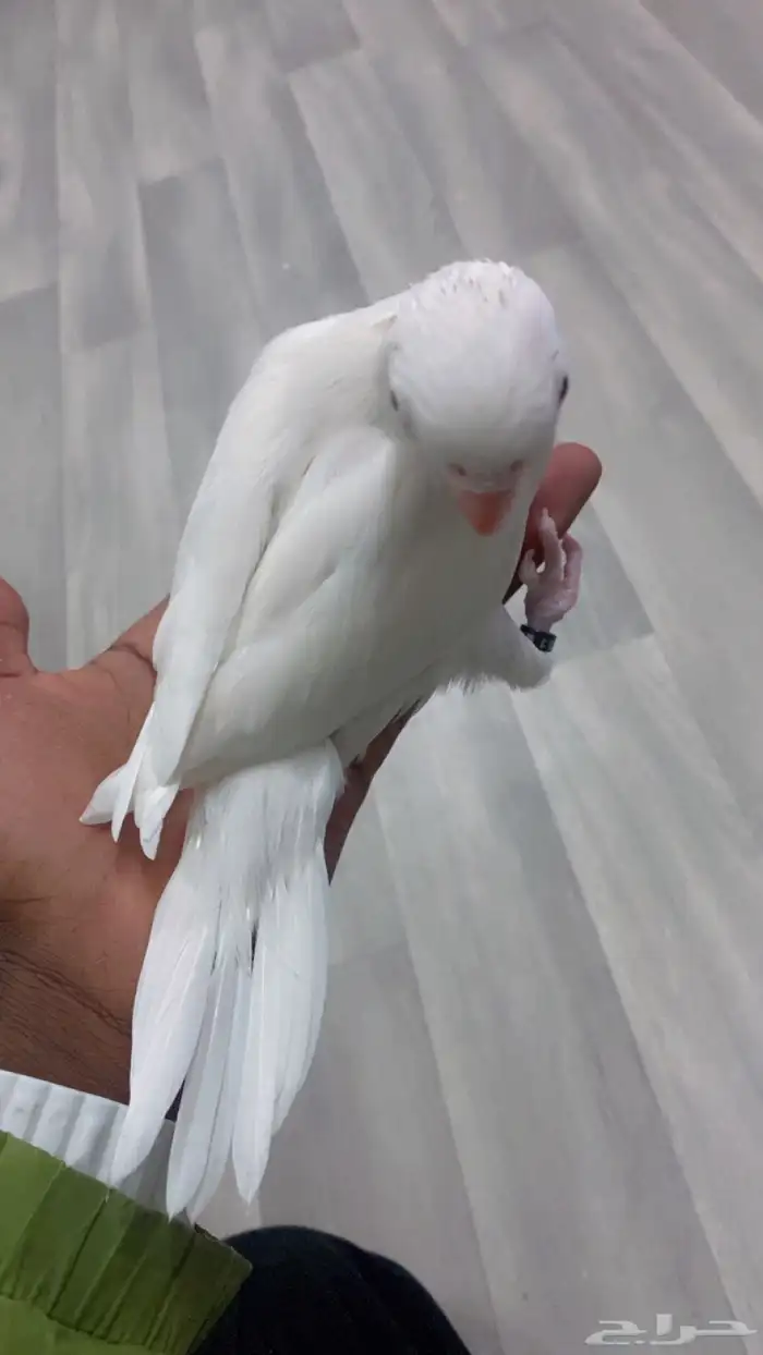 فرخ دره البينو 2